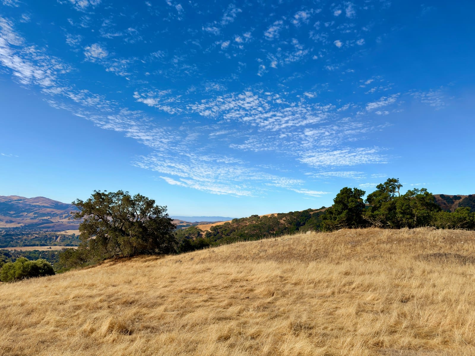 Dry golden grass on a hillside with oak trees and brush